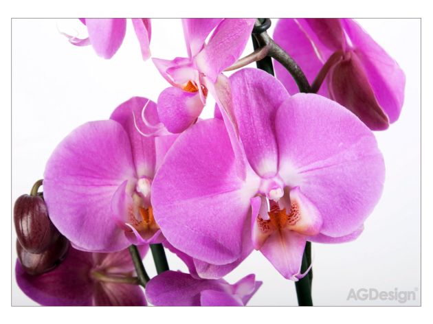 Фототапет Орхидея - 360x254см
