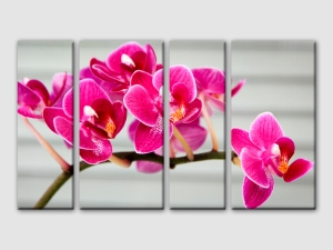 Орхидея в ярко розово- 4  части