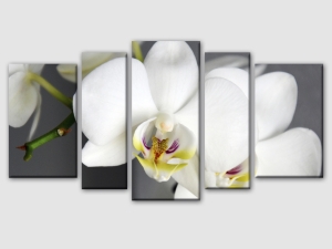Бяла орхидея - 5 части