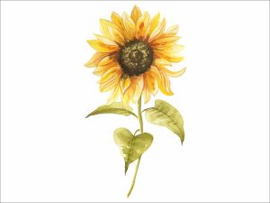 Слънчоглед - стикер с ефект на акварелна рисунка