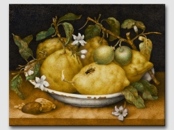 Натюрморт купа с лимони и пчела,  Джована Гарцони - репродукция