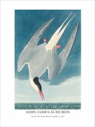 Принт Arctic Tern from, Джон Джеймс Одюбон - репродукция