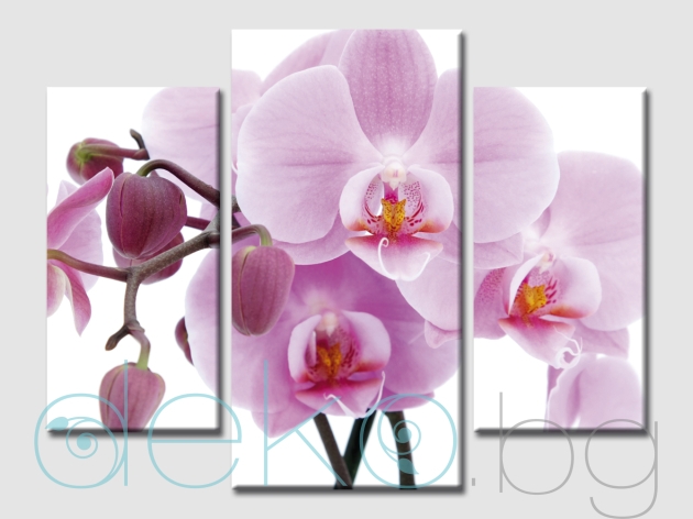 картина орхидеи