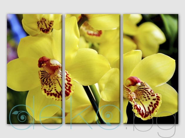Пано за стена жълти орхидеи