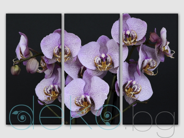 Пано за стена Орхидеи
