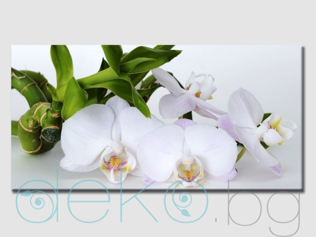 Картина за стена Бели орхидеи
