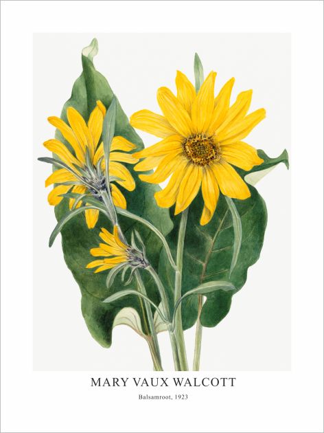 Принт Balsamroot, Мери Во Уолкът - репродукция