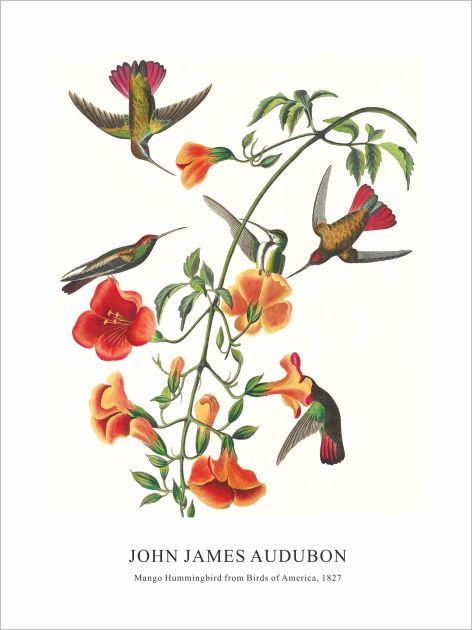 Принт Mango Hummingbird, Джон Джеймс Одюбон - репродукция