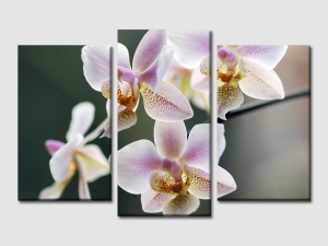 Картина за стена с орхидеи