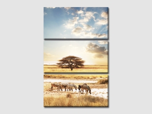 Африка - зебри