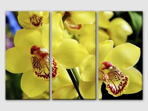 Орхидеи в жълто