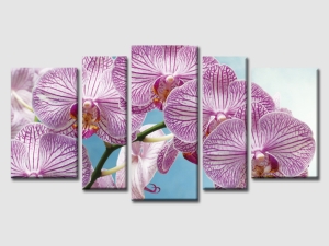 картина орхидея