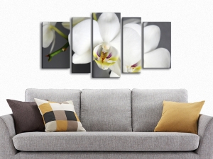 картина бяла орхидея