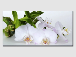 Бели орхидеи