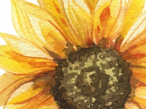 Слънчоглед - стикер с ефект на акварелна рисунка