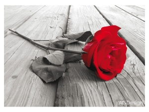 Фототапет Червена роза - 160x110см