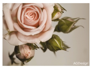 Фототапет Розова роза - 160x110см