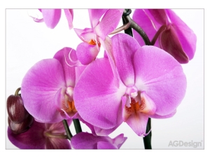 Фототапет Орхидея - 360x254см