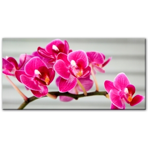 Красива орхидея
