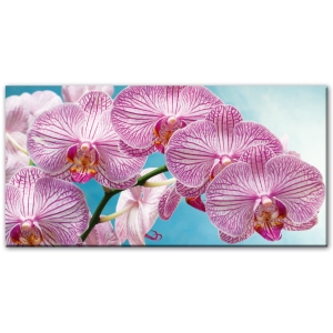 Красива орхидея