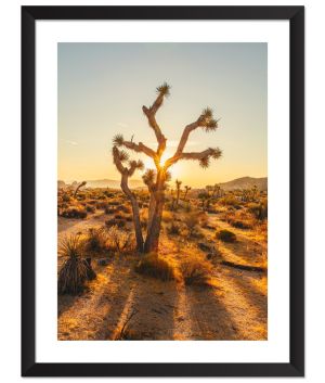 Принт Joshua Tree