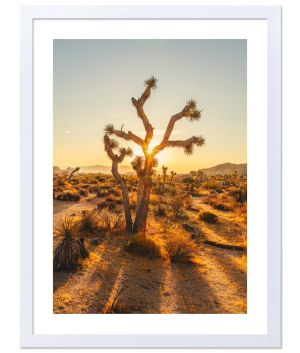 Принт Joshua Tree