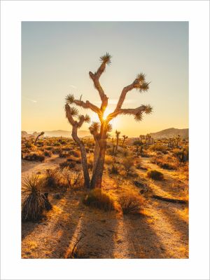 Принт Joshua Tree