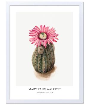 Принт Turkey Head Cactus, Мери Во Уолкът - репродукция