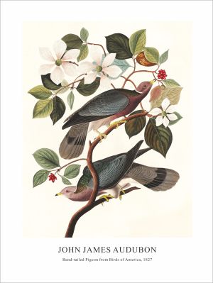 Принт Band-tailed Pigeon, Джон Джеймс Одюбон - репродукция