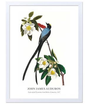Принт Fork-tailed Flycatcher, Джон Джеймс Одюбон - репродукция