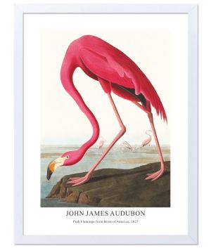 Принт Pink Flamingo, Джон Джеймс Одюбон - репродукция