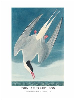 Принт Arctic Tern, Джон Джеймс Одюбон - репродукция